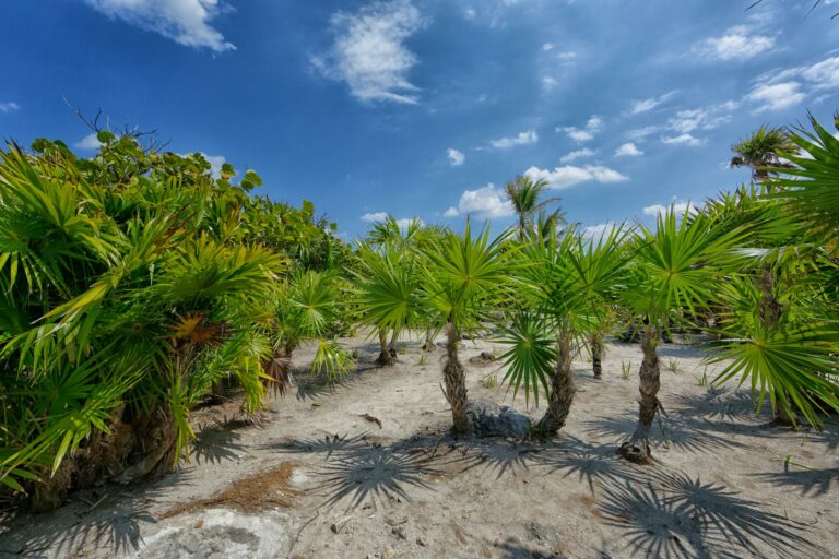 Yucca im Tierfutter – eine wirklich gute Idee?