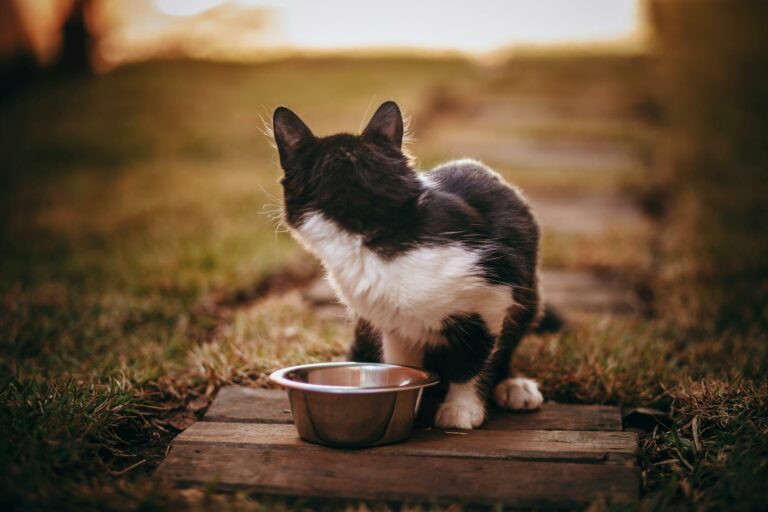 Futternapf