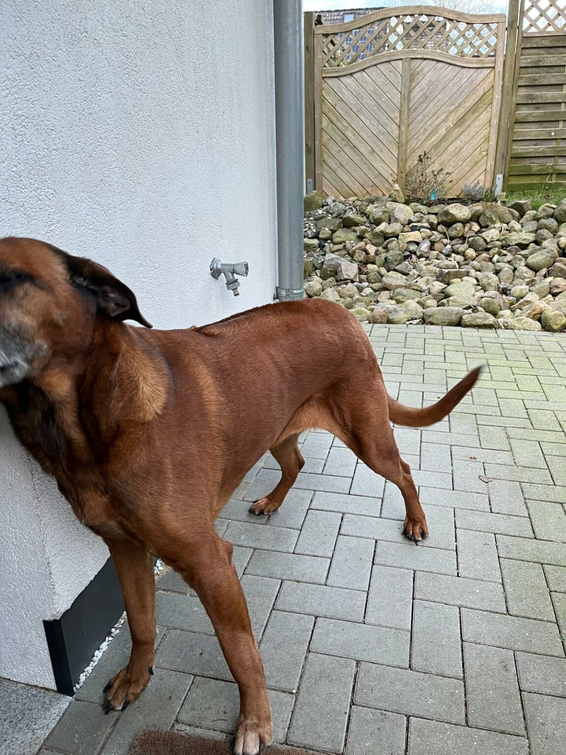 Rhodesian Ridgeback - Leonberger Hündin 