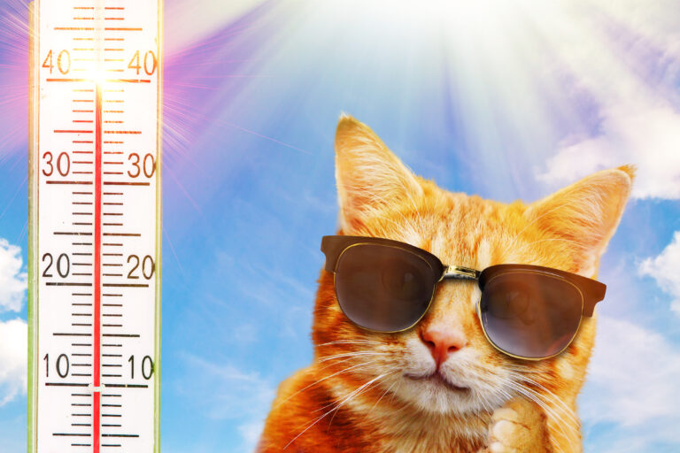 Sommer, Sonne, Sonnenschein