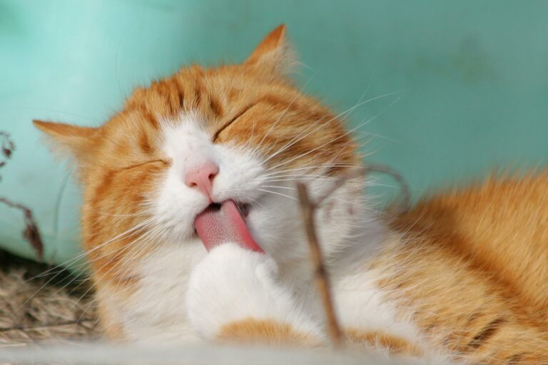 Das Schnurren der Katze – ein kleines Wunder