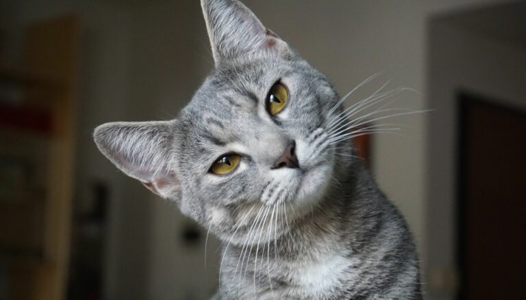Was unsere Katzenohren alles können