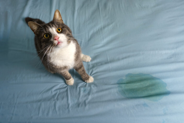 Unsauberkeit bei Katzen: Protest oder Hilferuf?