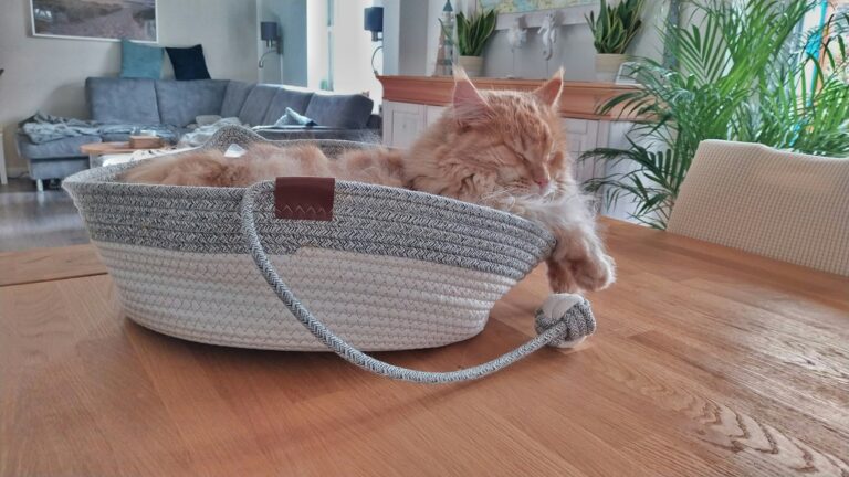Mein Revier, mein Fellnest – das Renuevo Fellnest im Katzentest*